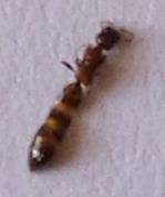 Réf. 236 275 : Sclerodermus domesticus
